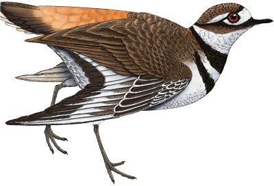 Killdeer bird